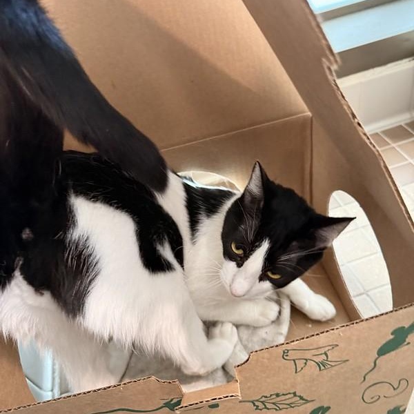 Enlarge Sergei, a ADOPTABLE Domestic Short Hair in Truckee, CA image 3/5