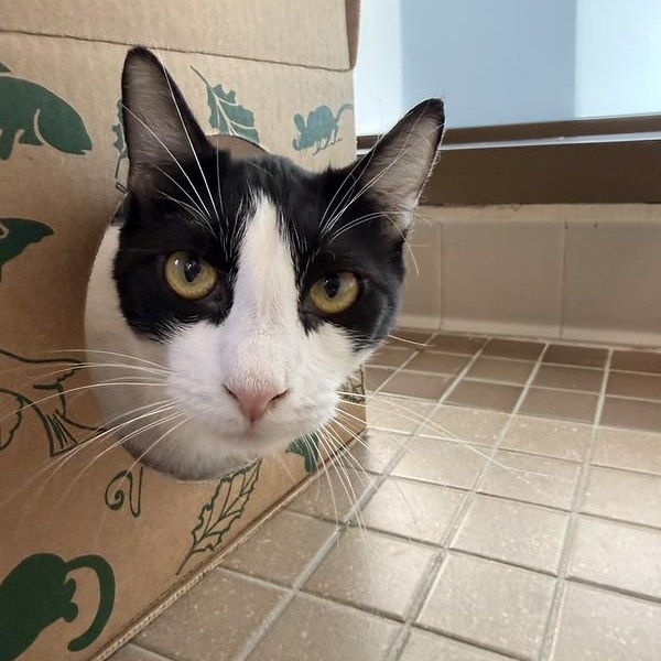 Enlarge Sergei, a ADOPTABLE Domestic Short Hair in Truckee, CA image 2/5