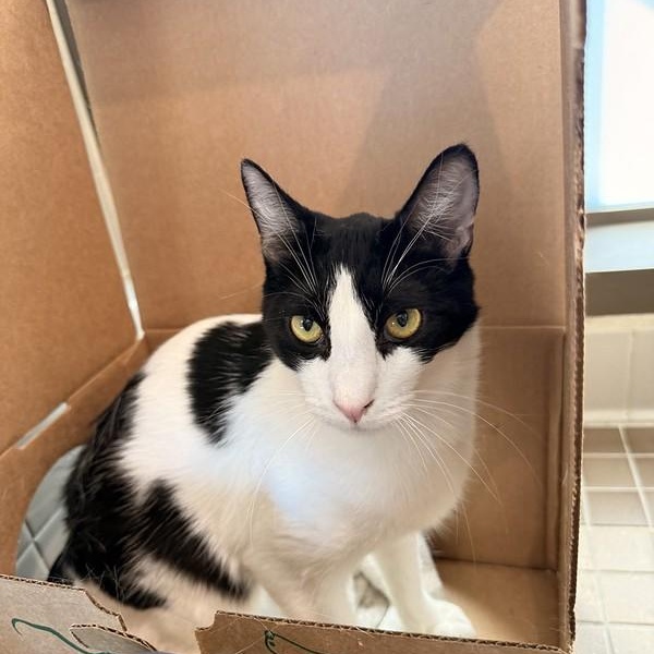 Enlarge Sergei, a ADOPTABLE Domestic Short Hair in Truckee, CA image 5/5