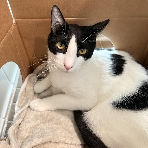 Enlarge Sergei, a ADOPTABLE Domestic Short Hair in Truckee, CA image 4/5