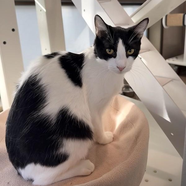 Sergei, ADOPTABLE, Young Male Domestic Short Hair.