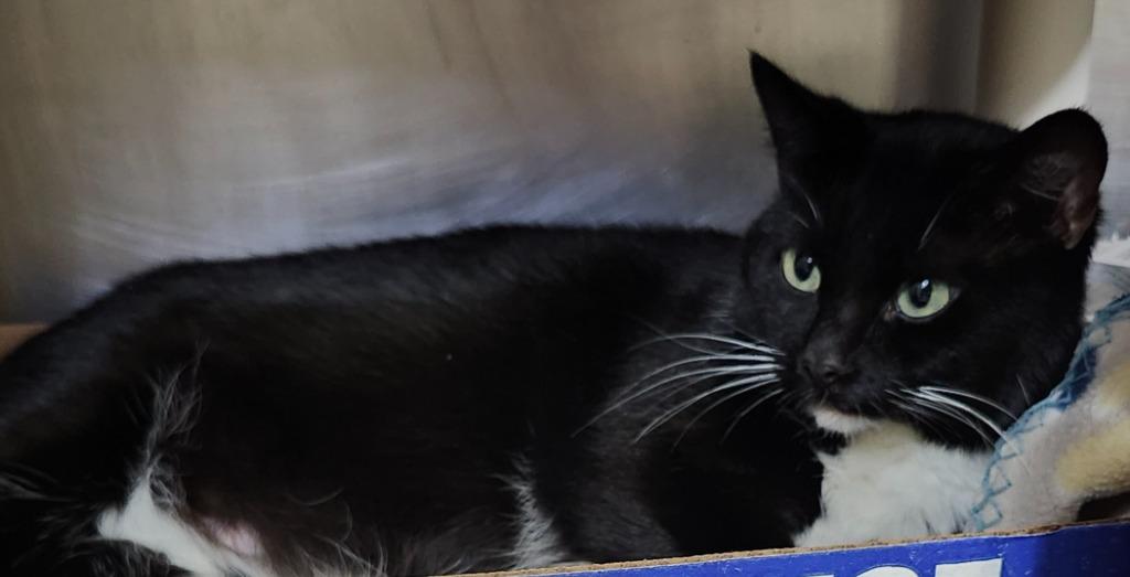 Countess Catnip thumbnail 2