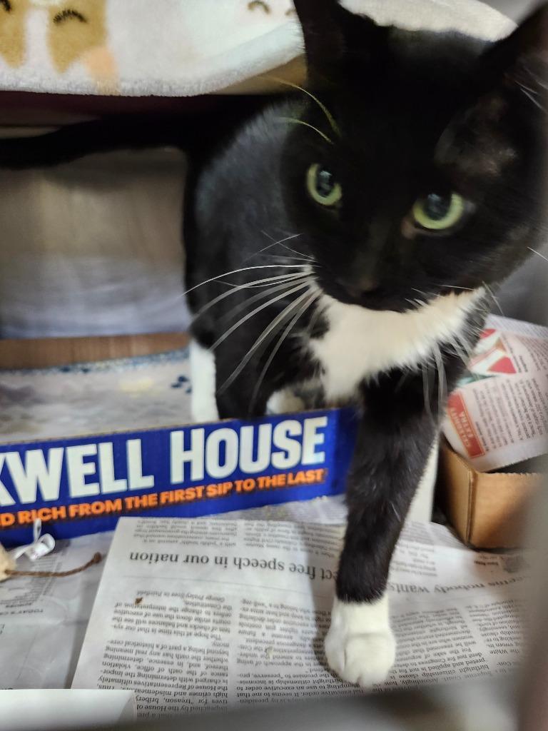 Countess Catnip thumbnail 3