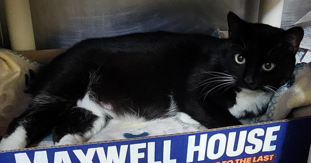 Countess Catnip thumbnail 4