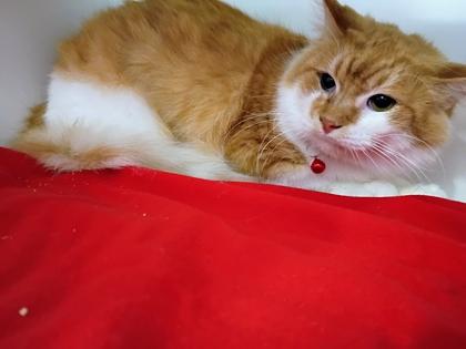 Herbie, Adoptable, Adult Male Domestic Short Hair & Domestic Short Hair.