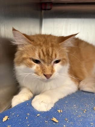 Enlarge Herbie, a Adoptable Domestic Short Hair in Beatrice, NE image 2/3