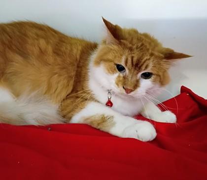 Enlarge Herbie, a Adoptable Domestic Short Hair in Beatrice, NE image 3/3