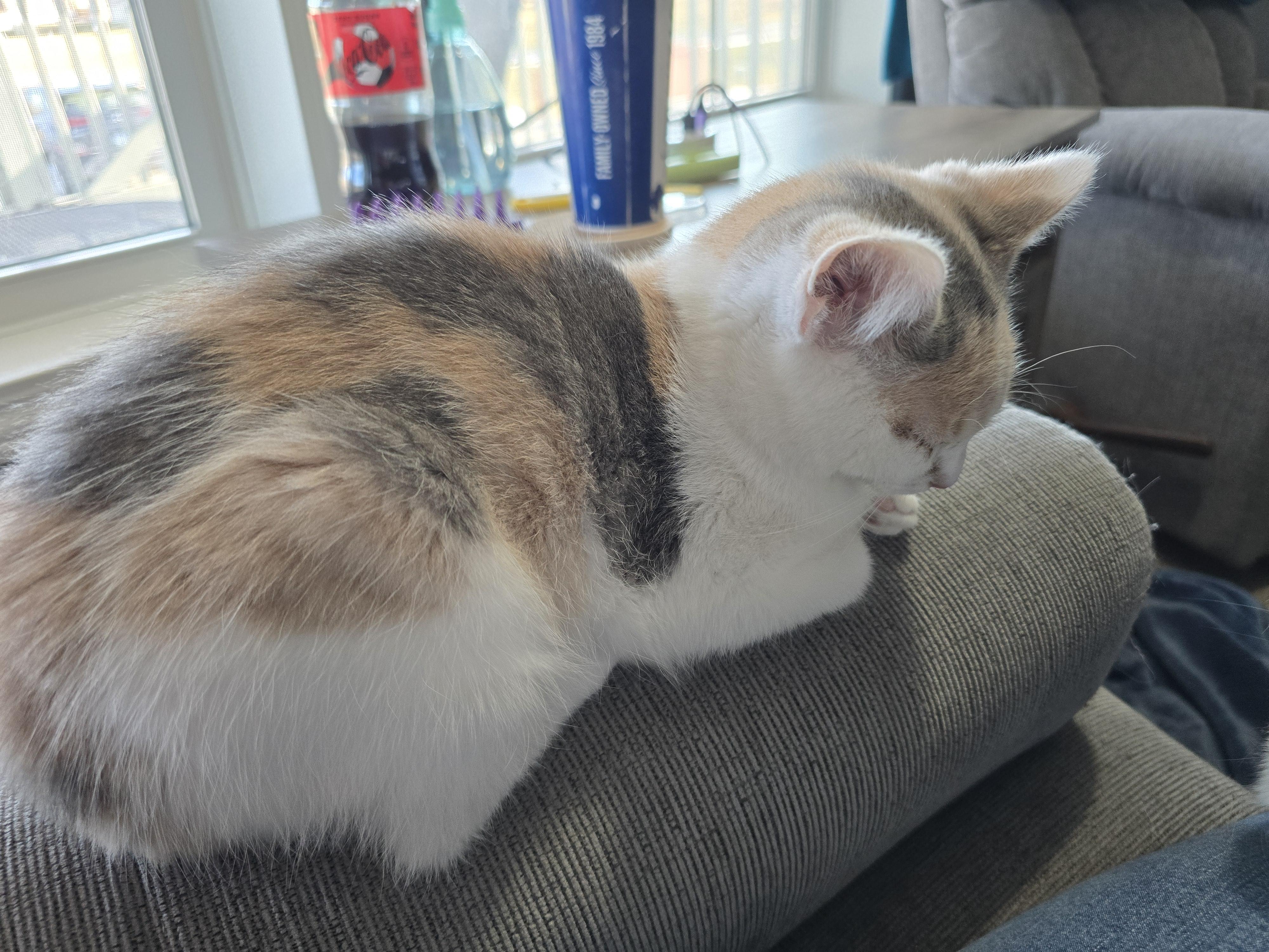 Callie, an adopted Domestic Short Hair in Roachdale, IN image 4/5