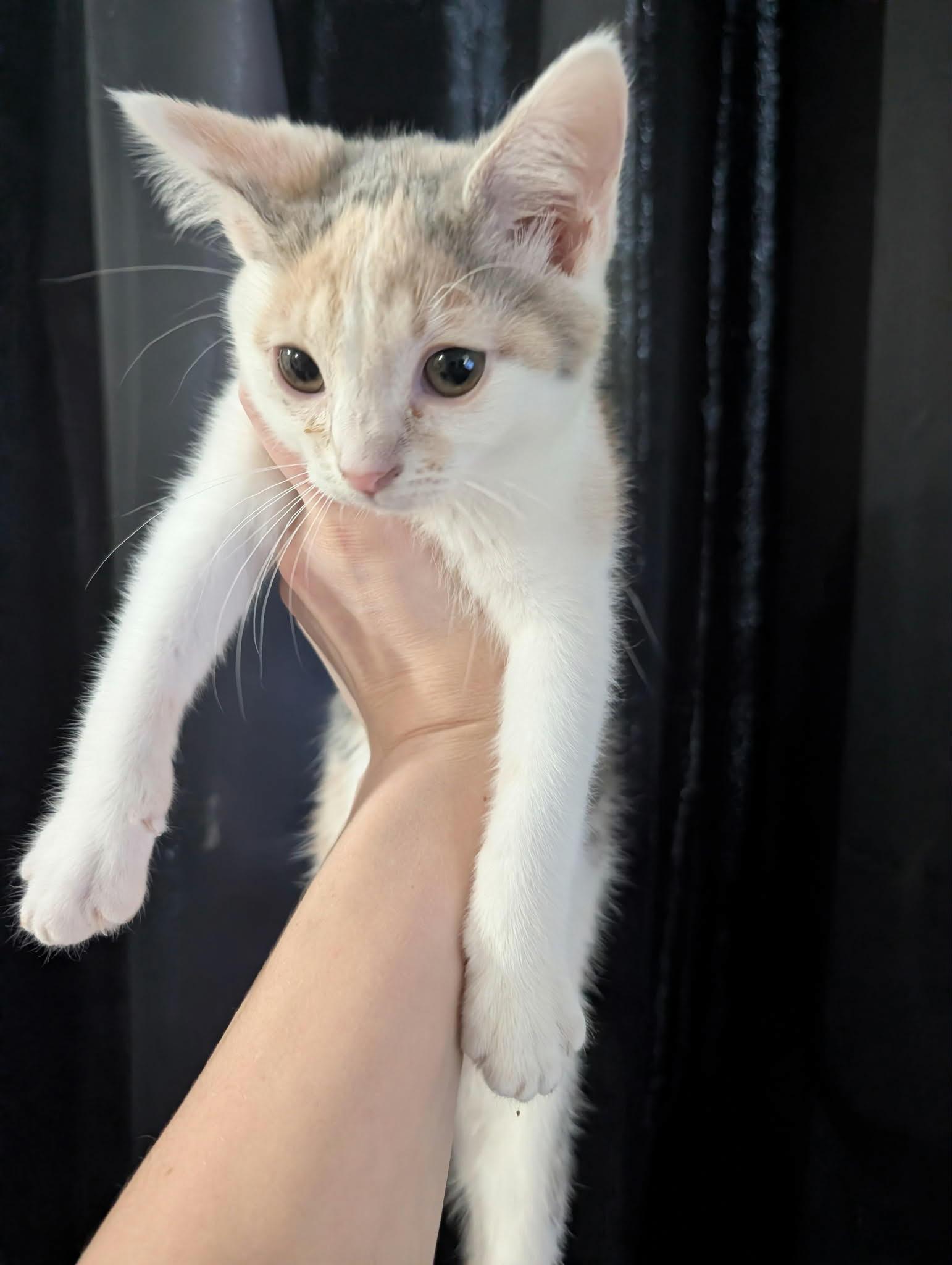 Callie, an adopted Domestic Short Hair in Roachdale, IN image 2/5