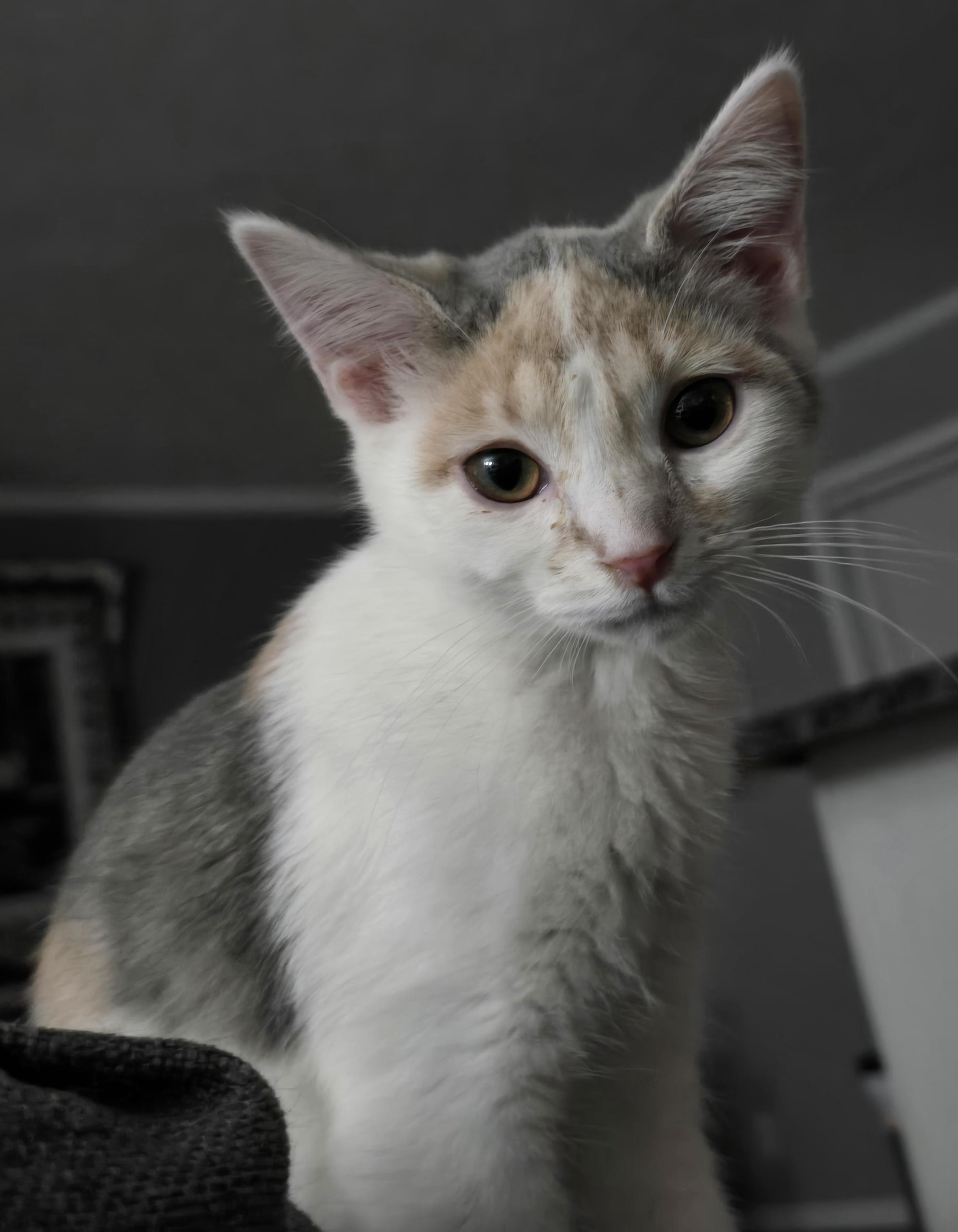 Callie, an adopted Domestic Short Hair in Roachdale, IN image 5/5