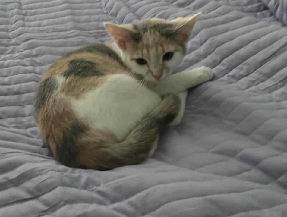 Callie, an adopted Domestic Short Hair in Roachdale, IN image 3/5