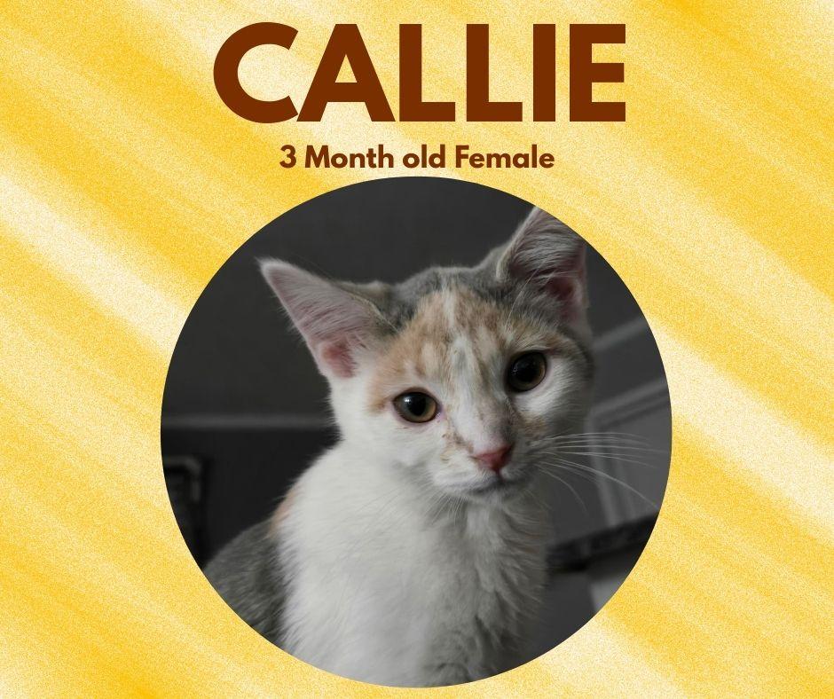 Callie, adopted, Kitten Female Domestic Short Hair.