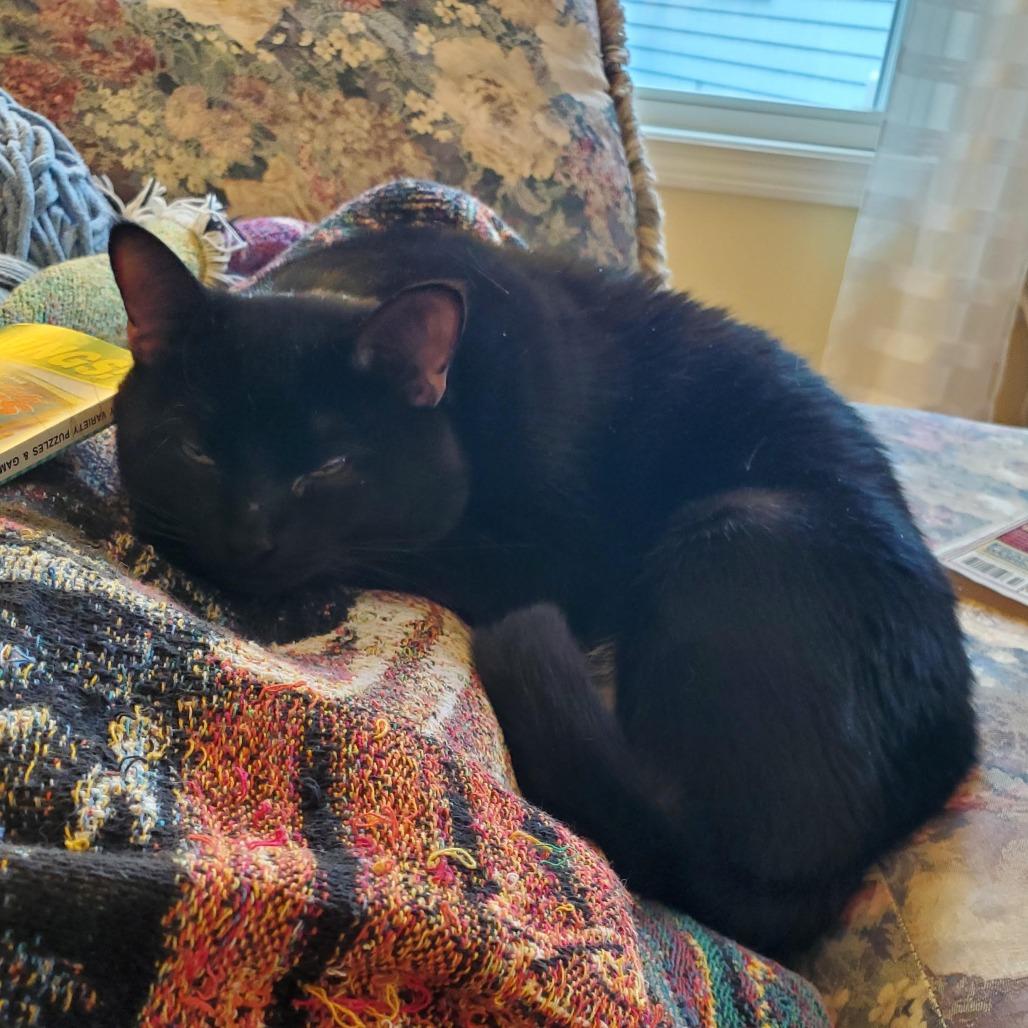 Clyde *Avail by Appt*, Adoptable, Adult Male Domestic Short Hair.