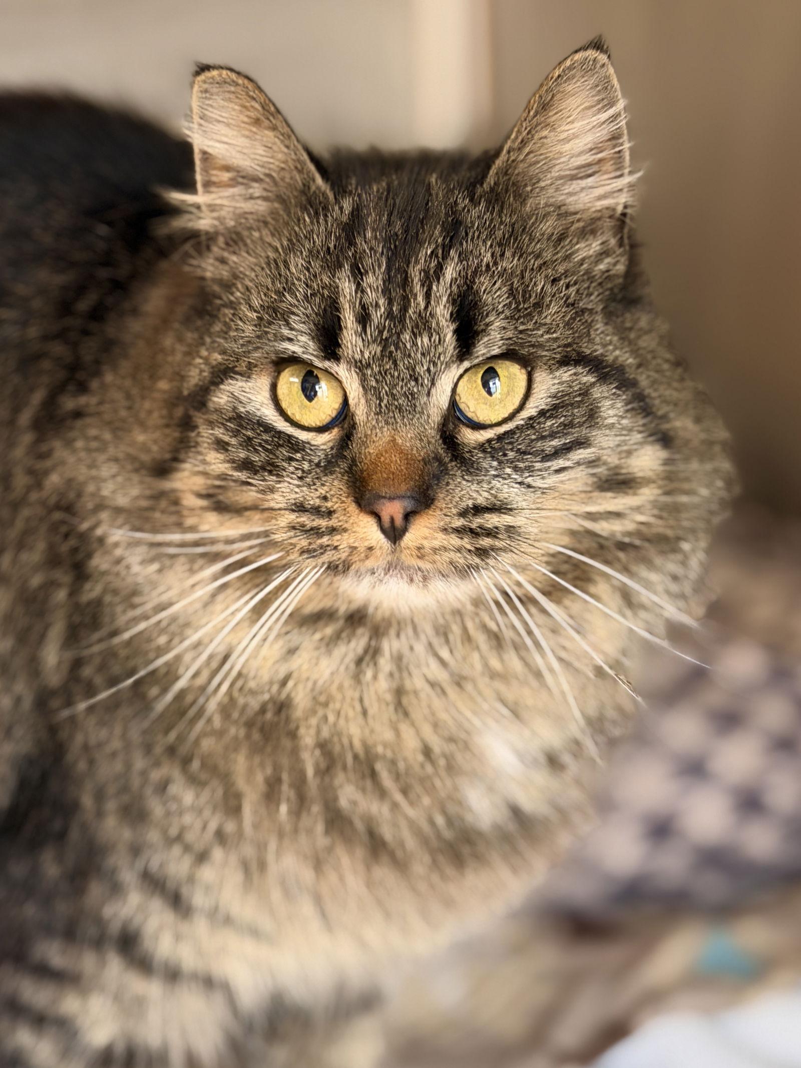 Mirabelle, Adoptable, Adult Female Domestic Medium Hair.