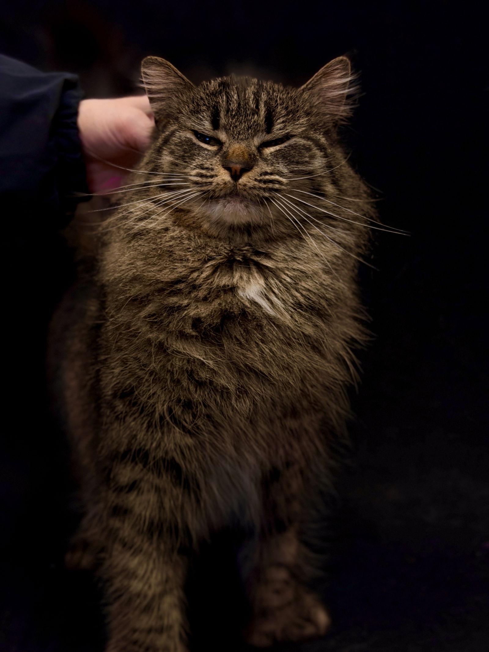 Enlarge Mirabelle, a Adoptable Domestic Medium Hair in West Cornwall, CT image 2/3