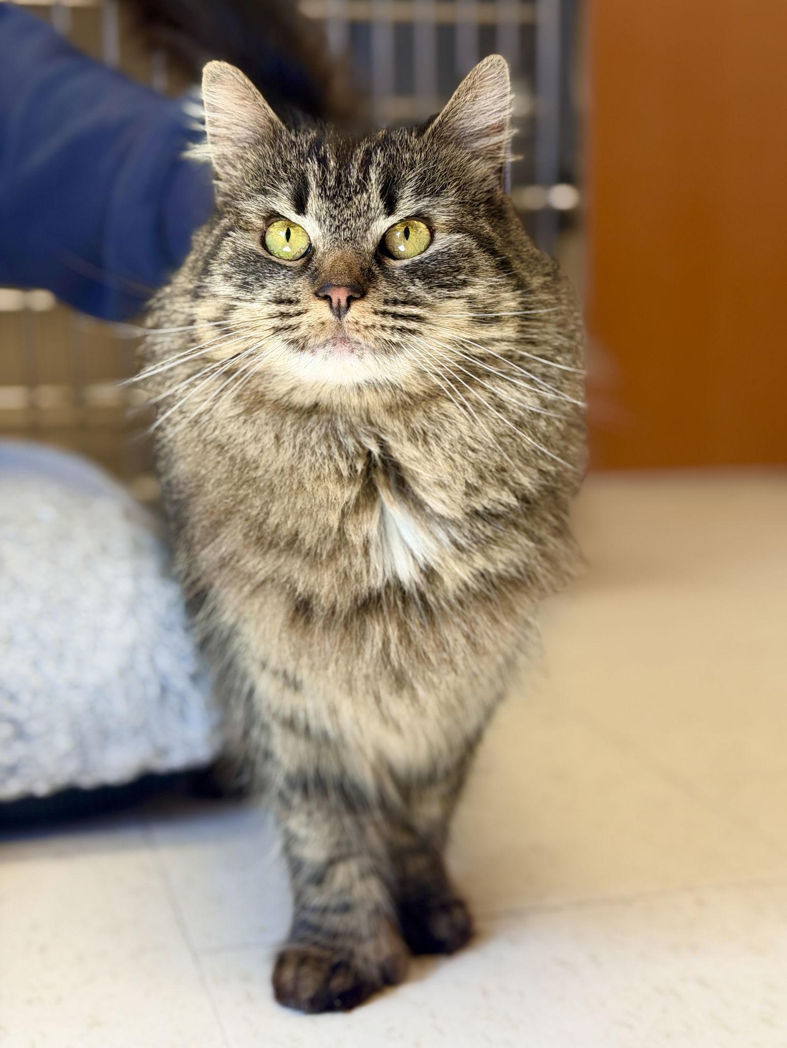 Enlarge Mirabelle, a Adoptable Domestic Medium Hair in West Cornwall, CT image 3/3