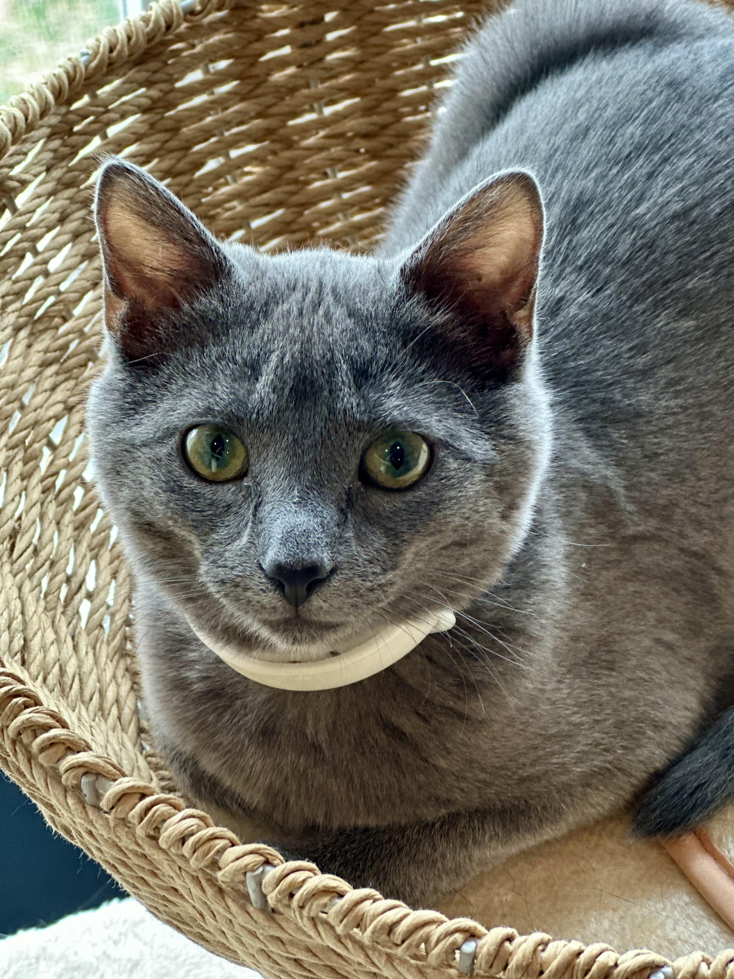 Enlarge Benito (looking for an extra special someone), an adopted Russian Blue in Lemoyne, PA image 6/6