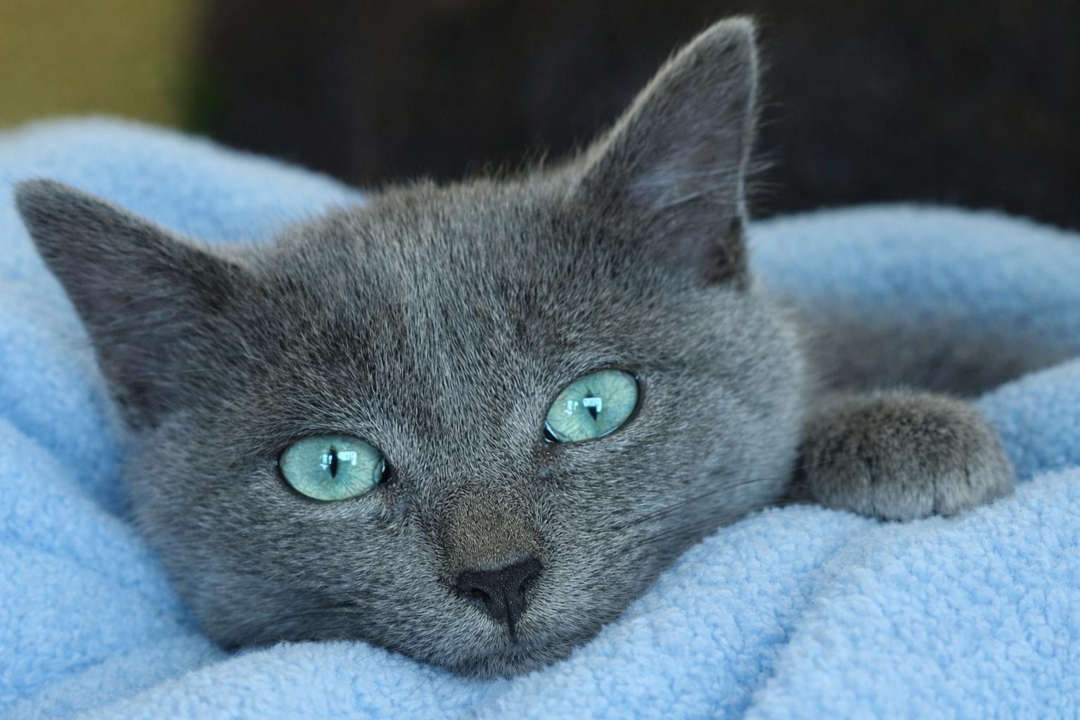 Benito (looking for an extra special someone), adopted, Kitten Male Russian Blue.