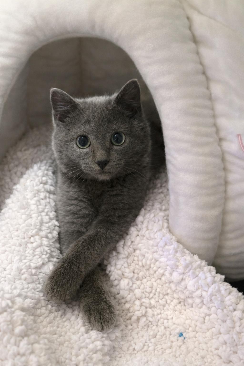 Enlarge Benito (looking for an extra special someone), an adopted Russian Blue in Lemoyne, PA image 3/6
