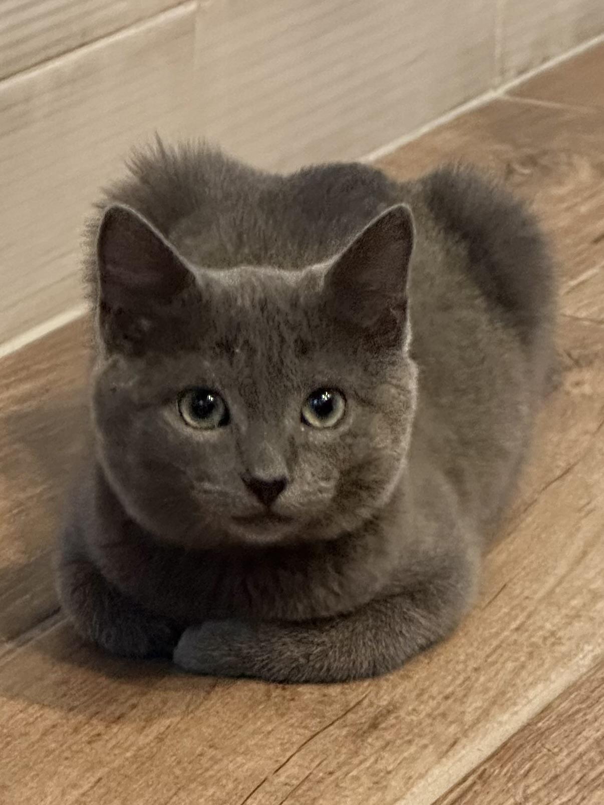 Enlarge Benito (looking for an extra special someone), an adopted Russian Blue in Lemoyne, PA image 2/6