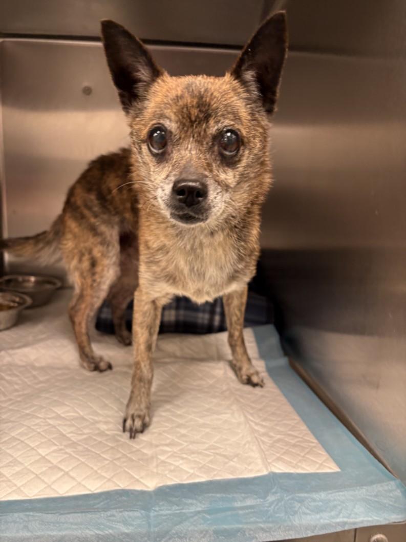 Enlarge A210048, a Adoptable Chihuahua in Olivehurst, CA image 1/1