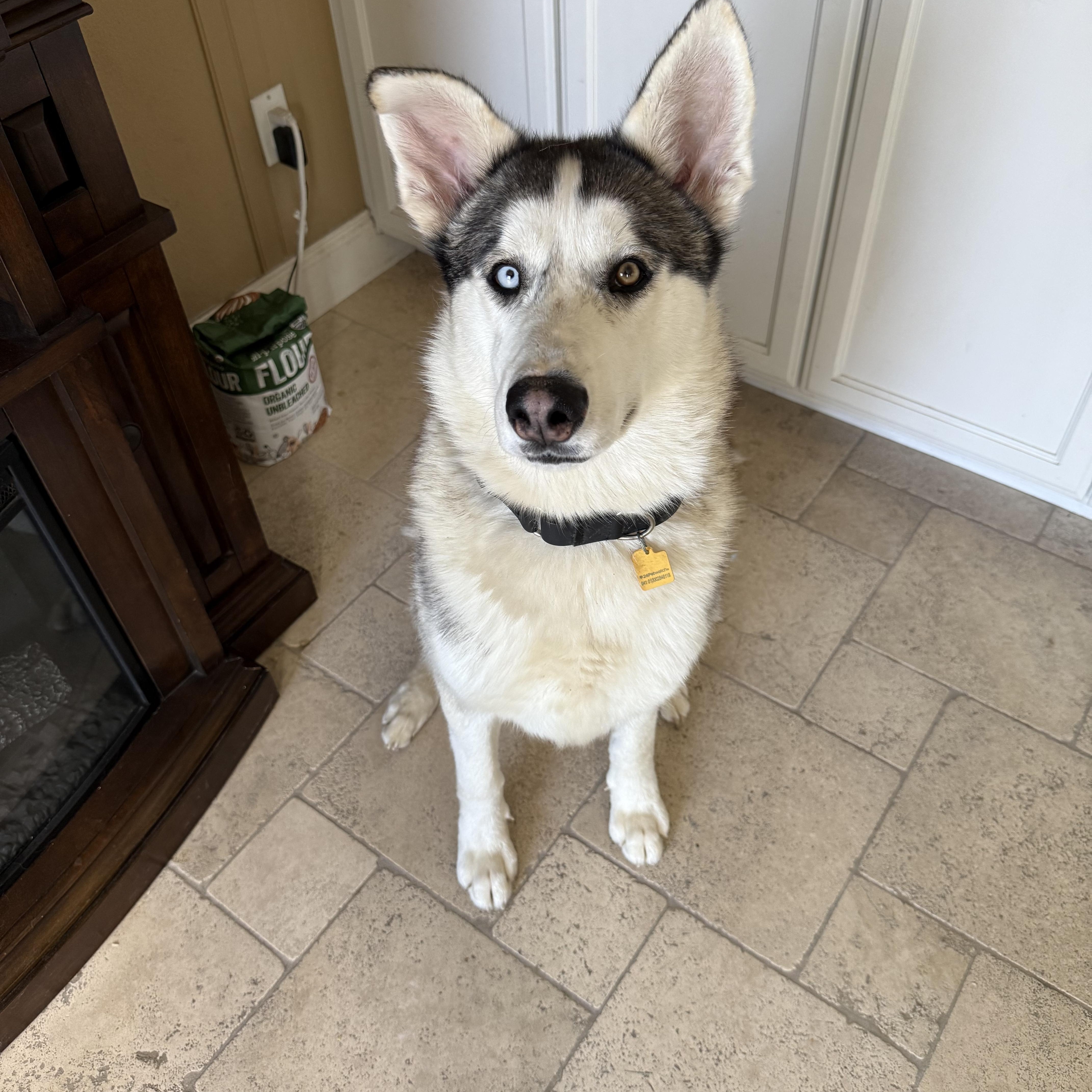 Rio, an adopted mixed breed in Vista, CA image 2/6