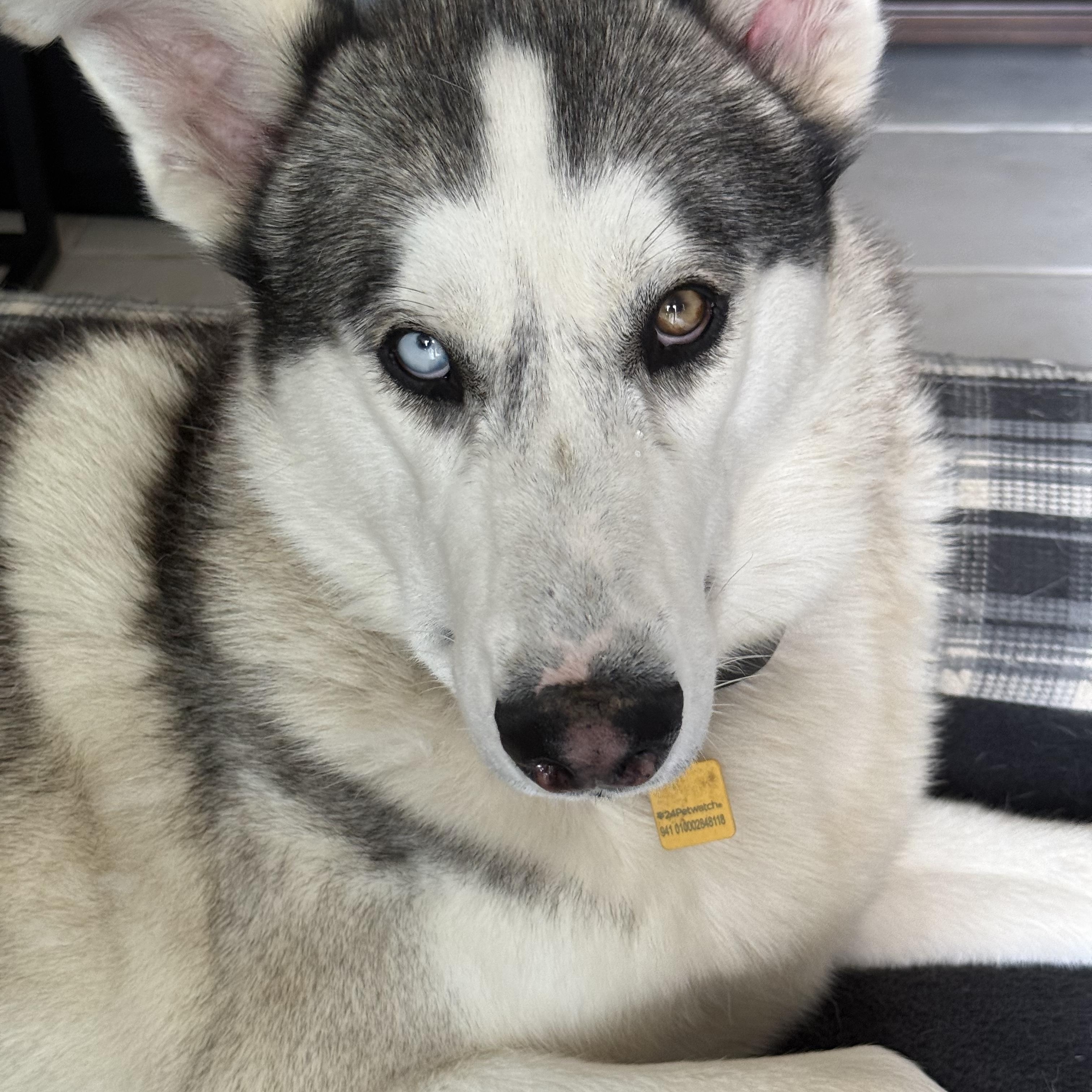 Rio, an adopted mixed breed in Vista, CA image 1/6