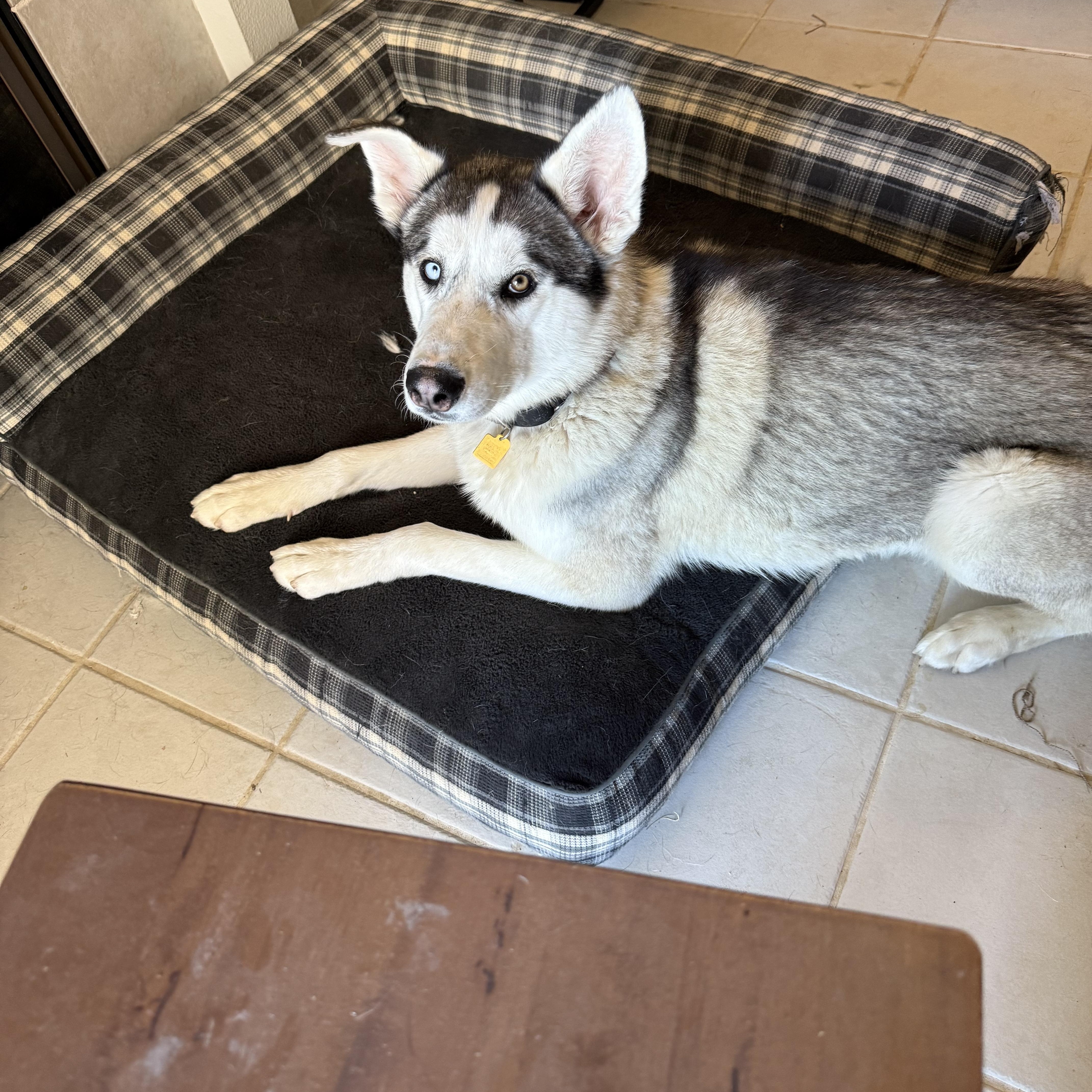Rio, an adopted mixed breed in Vista, CA image 6/6