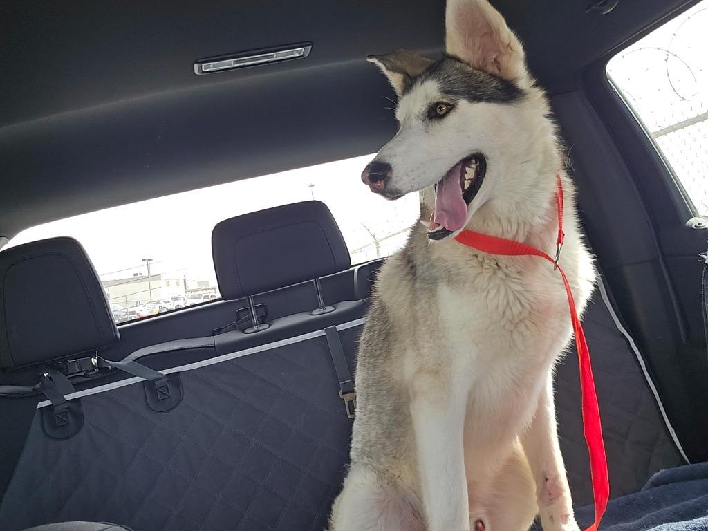 Rio, a ADOPTABLE mixed breed in San Diego , CA image 3/3