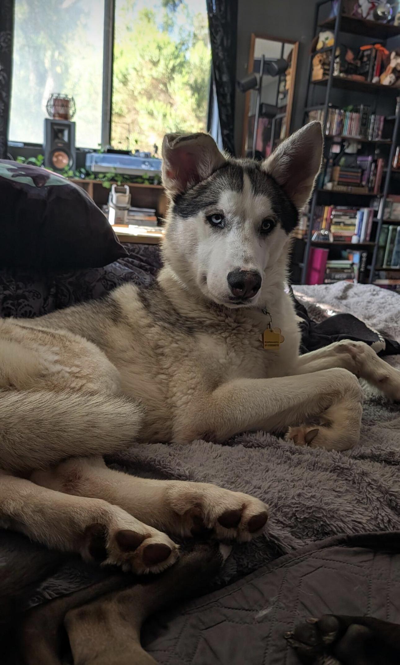 Rio, a ADOPTABLE mixed breed in San Diego , CA image 2/3