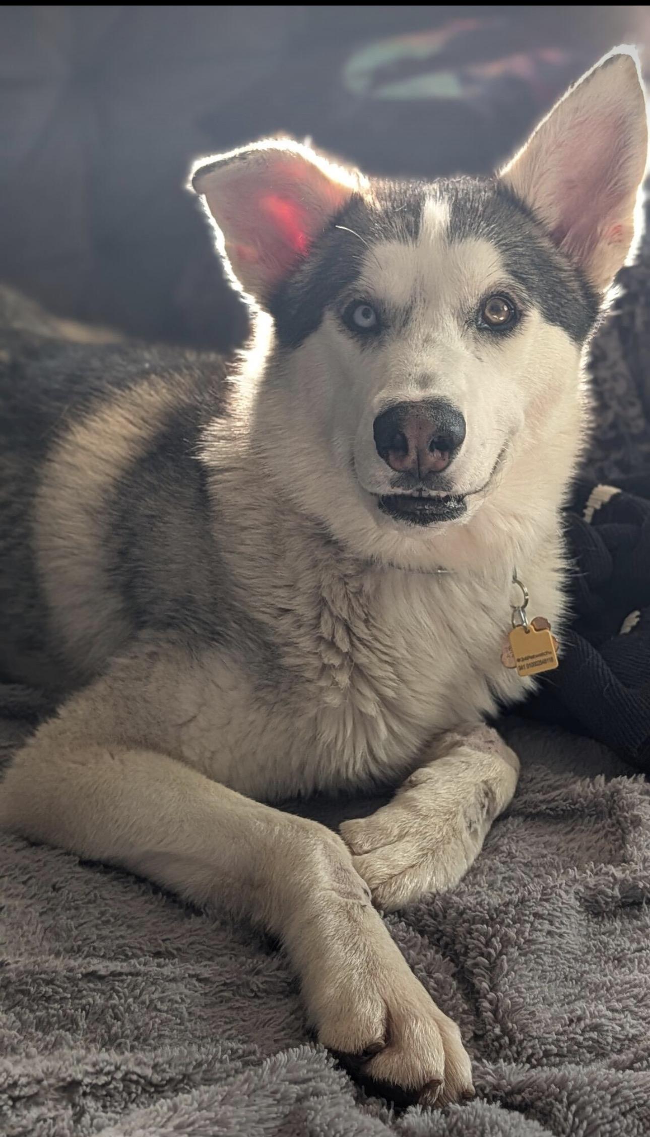 Rio, ADOPTABLE, Young Male Husky & Shepherd.