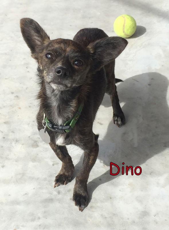 Dino Dog, Adopted, Adult Male Terrier & Chihuahua.