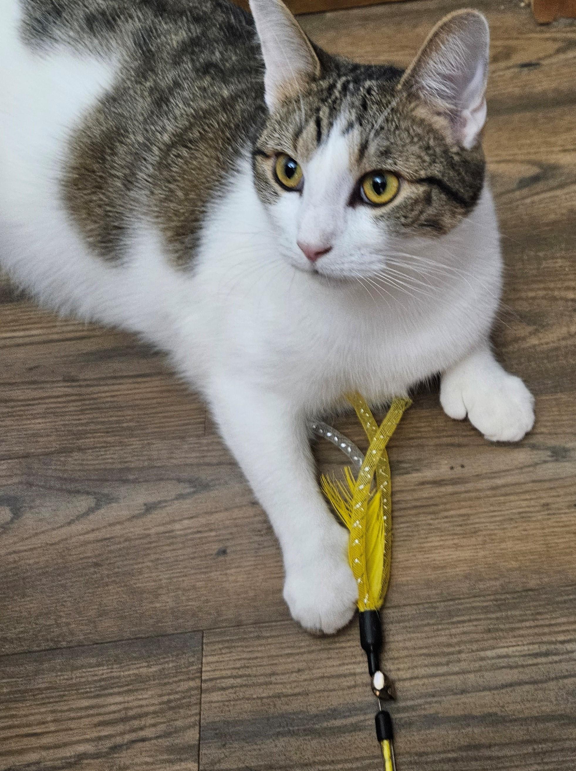 Enlarge Toe'd, a Adoptable Domestic Short Hair in Brentwood , NH image 3/4