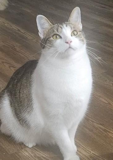 Enlarge Toe'd, a Adoptable Domestic Short Hair in Brentwood , NH image 4/4