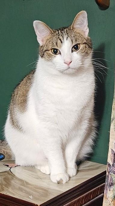 Enlarge Toe'd, a Adoptable Domestic Short Hair in Brentwood , NH image 1/4