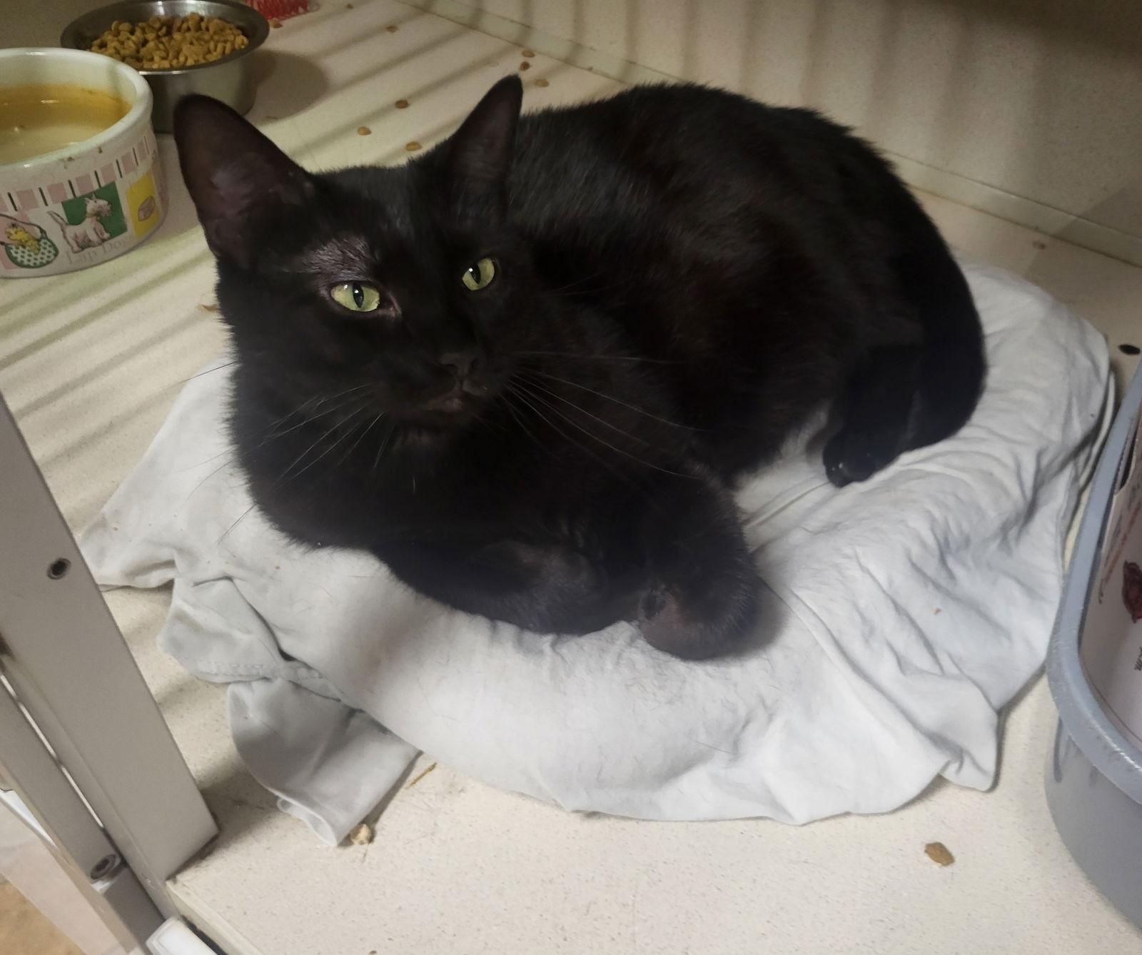 Enlarge Morticia, a Adoptable Domestic Short Hair in Iroquois, IL image 1/1