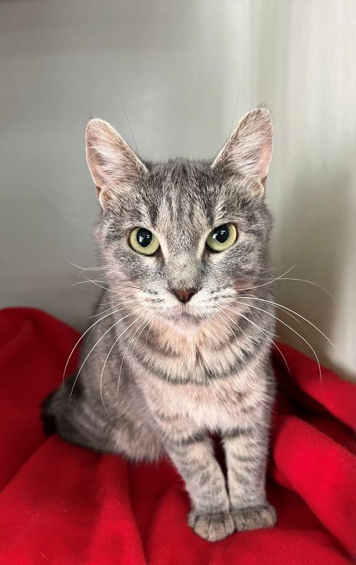 Gracie Lou, Adopted, Young Female Domestic Short Hair.