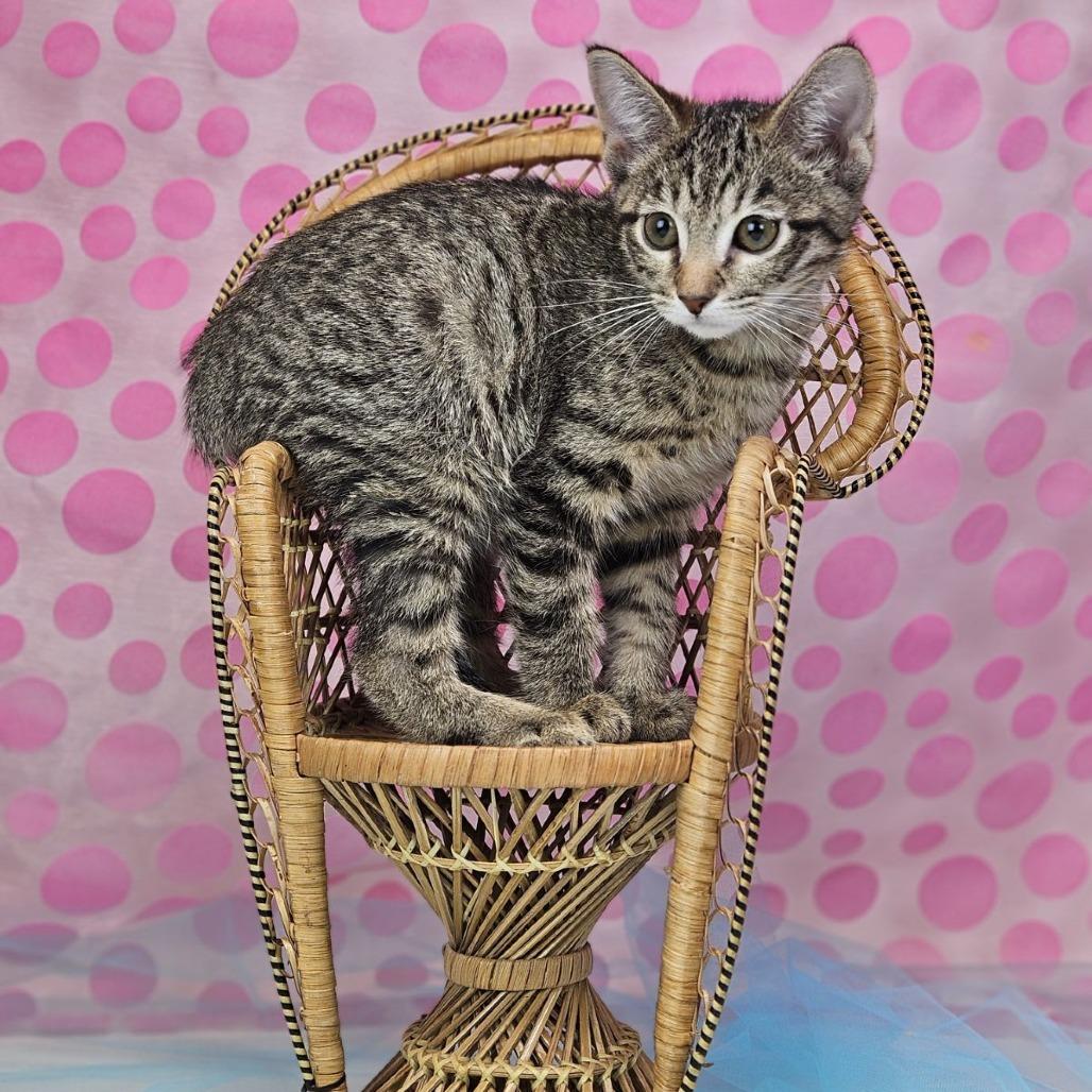 Enlarge Soy-C, a Adoptable Domestic Short Hair in East Saint Louis, IL image 1/6