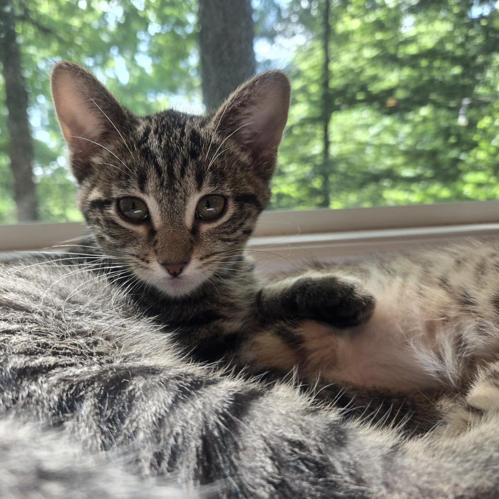 Enlarge Soy-C, a Adoptable Domestic Short Hair in East Saint Louis, IL image 2/6