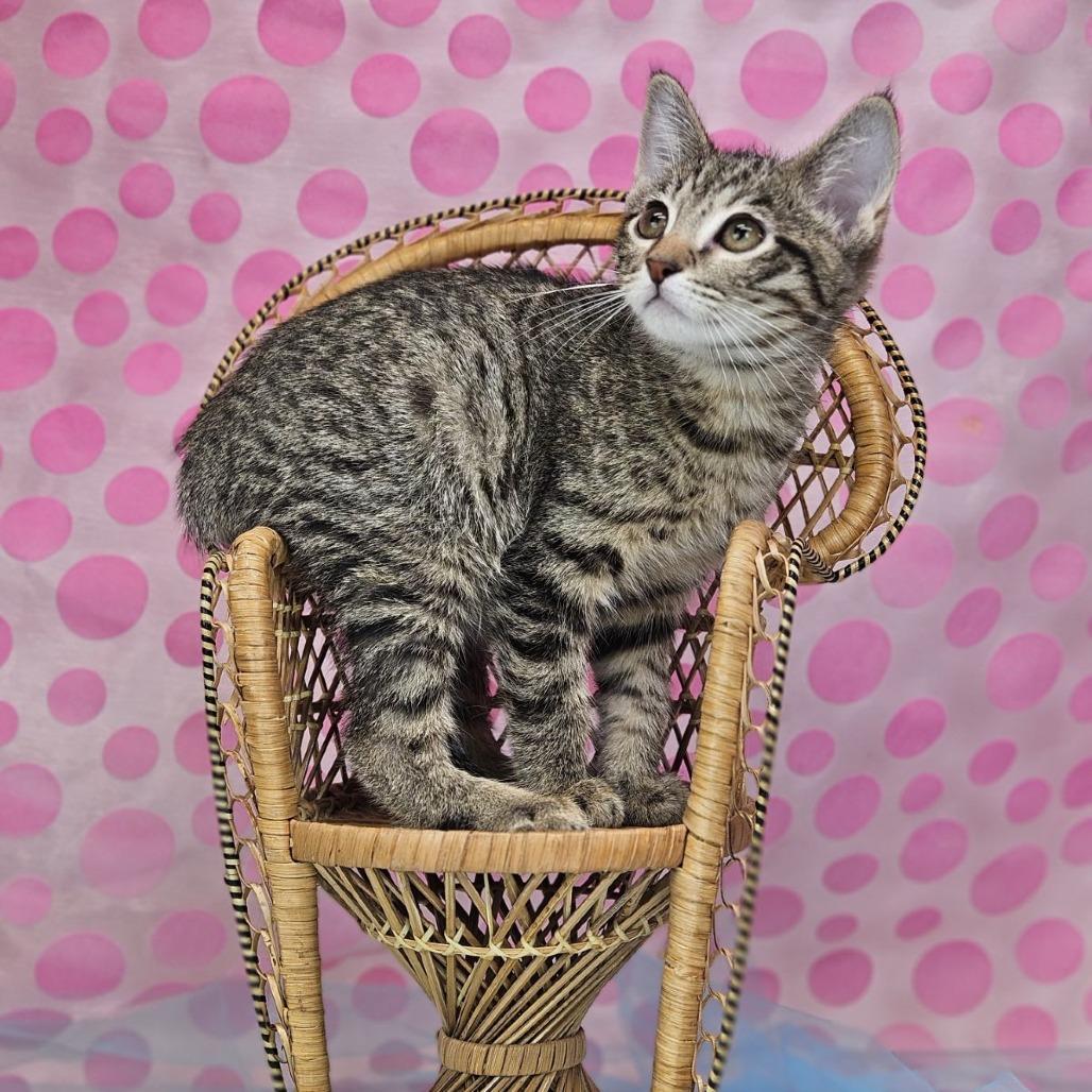 Enlarge Soy-C, a Adoptable Domestic Short Hair in East Saint Louis, IL image 3/6