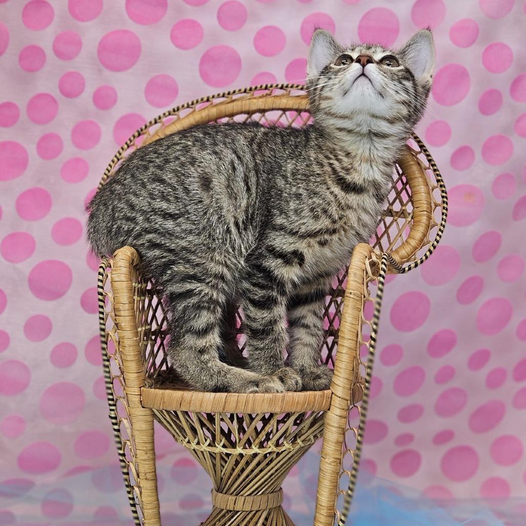 Enlarge Soy-C, a Adoptable Domestic Short Hair in East Saint Louis, IL image 5/6