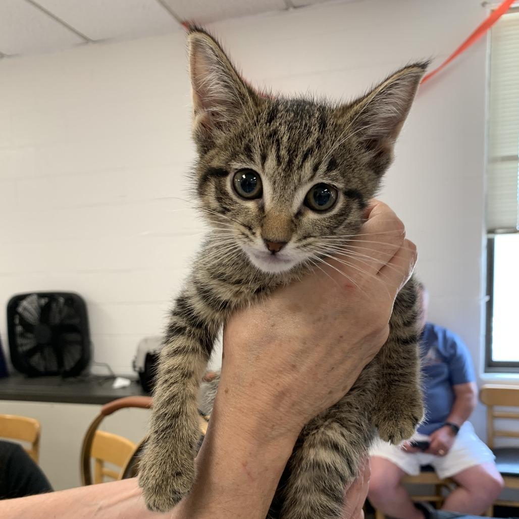Enlarge Soy-C, a Adoptable Domestic Short Hair in East Saint Louis, IL image 6/6