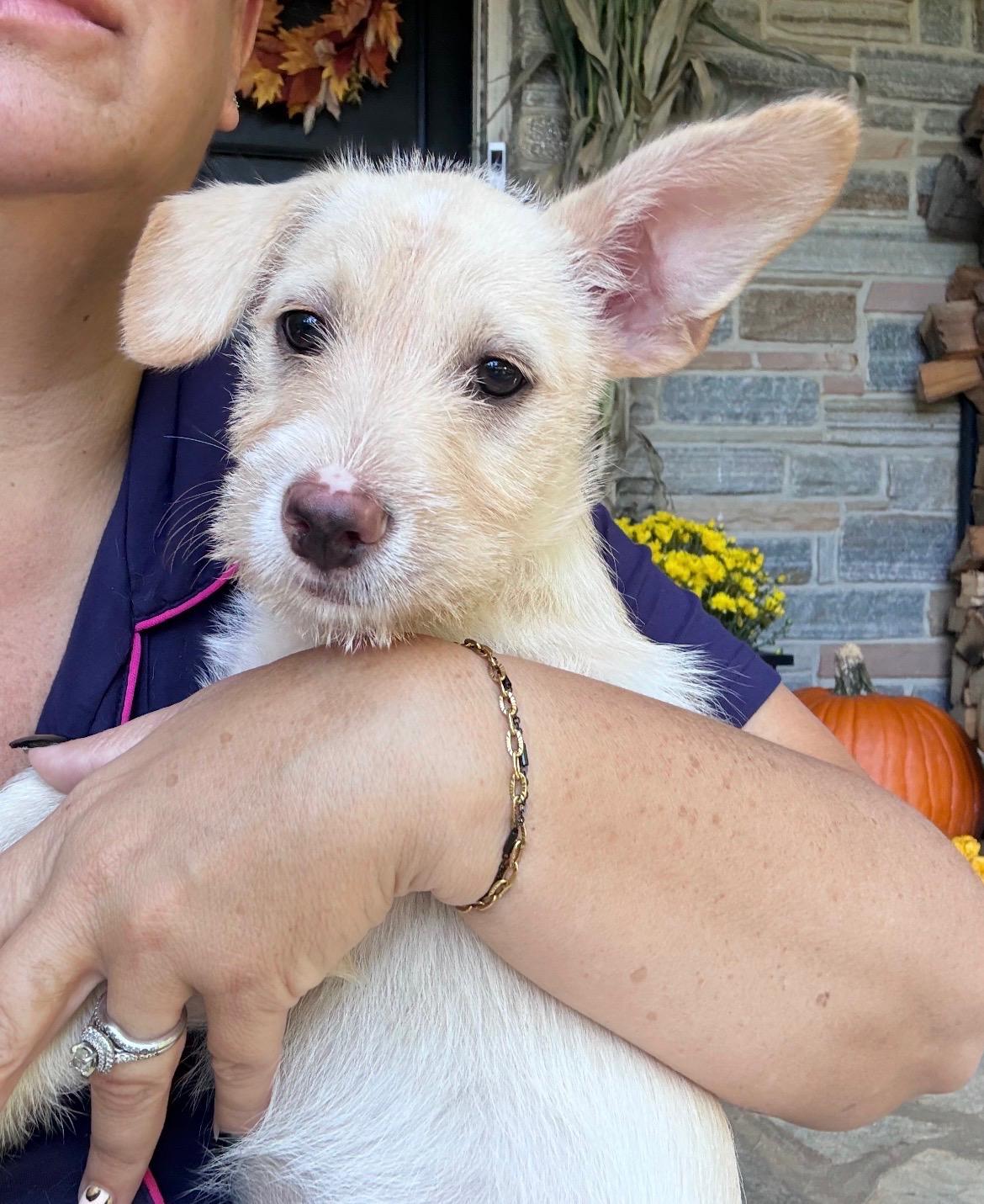 Enlarge Prim, a Adoptable mixed breed in Glen arm , MD image 6/6