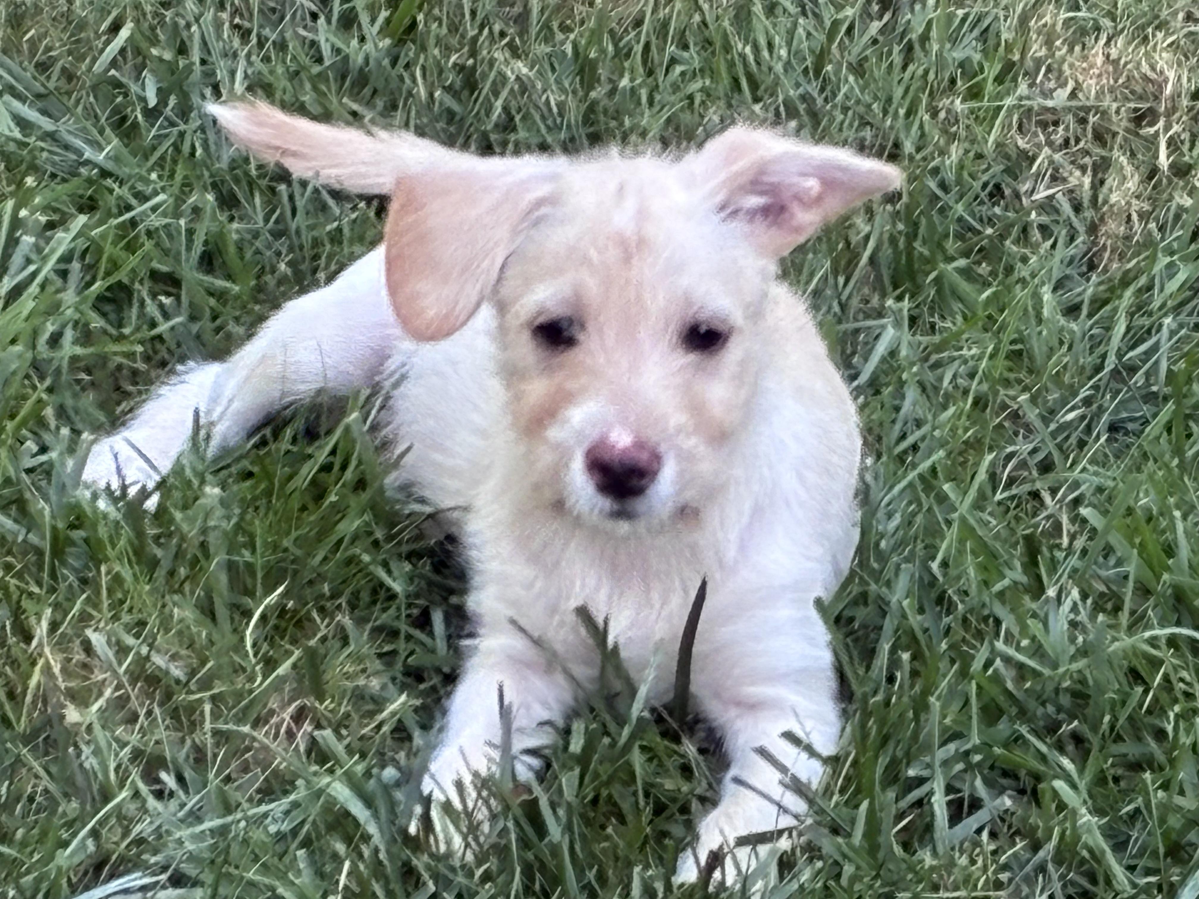 Prim, Adoptable, Puppy Female Terrier & Chihuahua.
