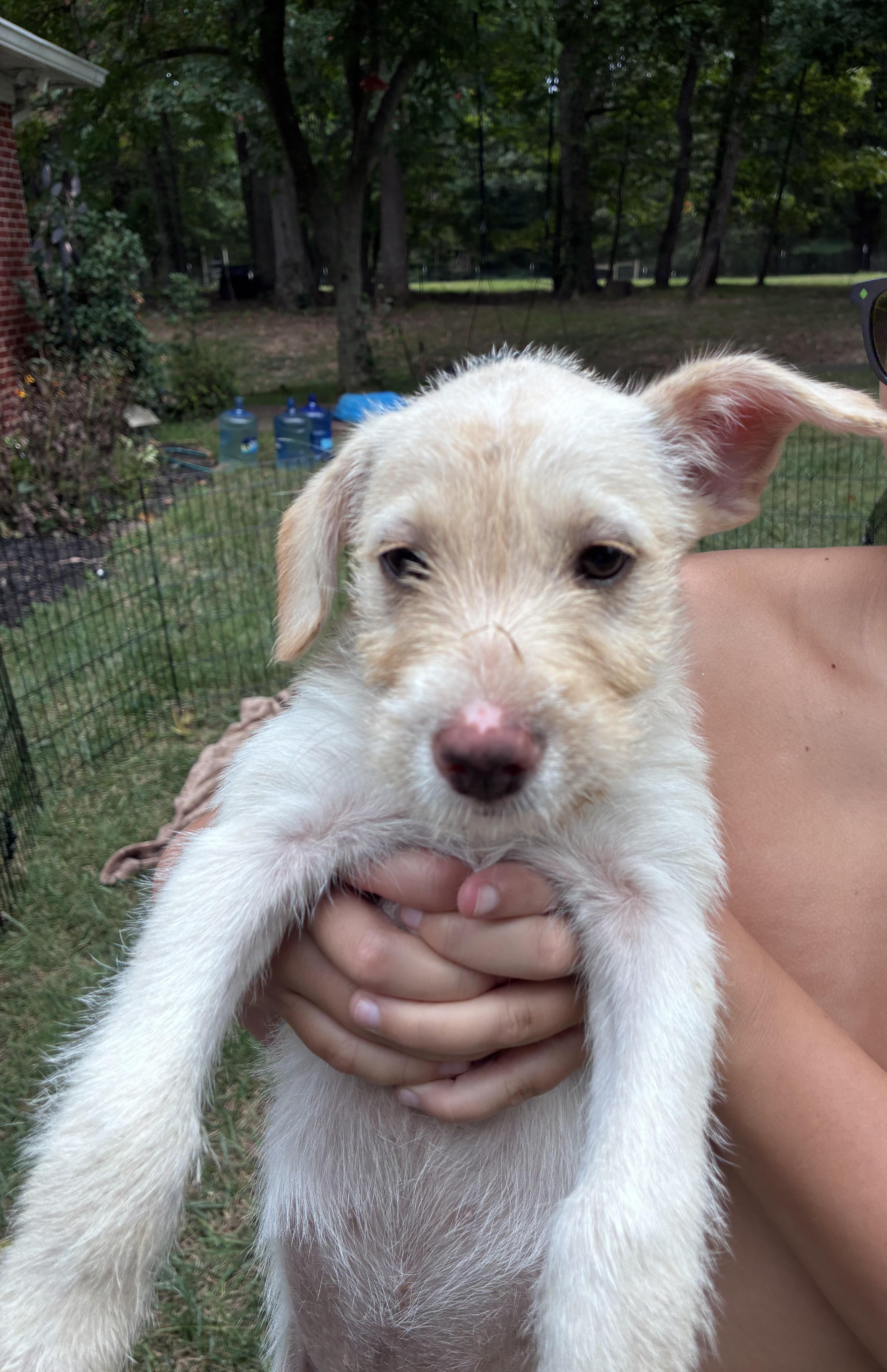 Enlarge Prim, a Adoptable mixed breed in Glen arm , MD image 2/6