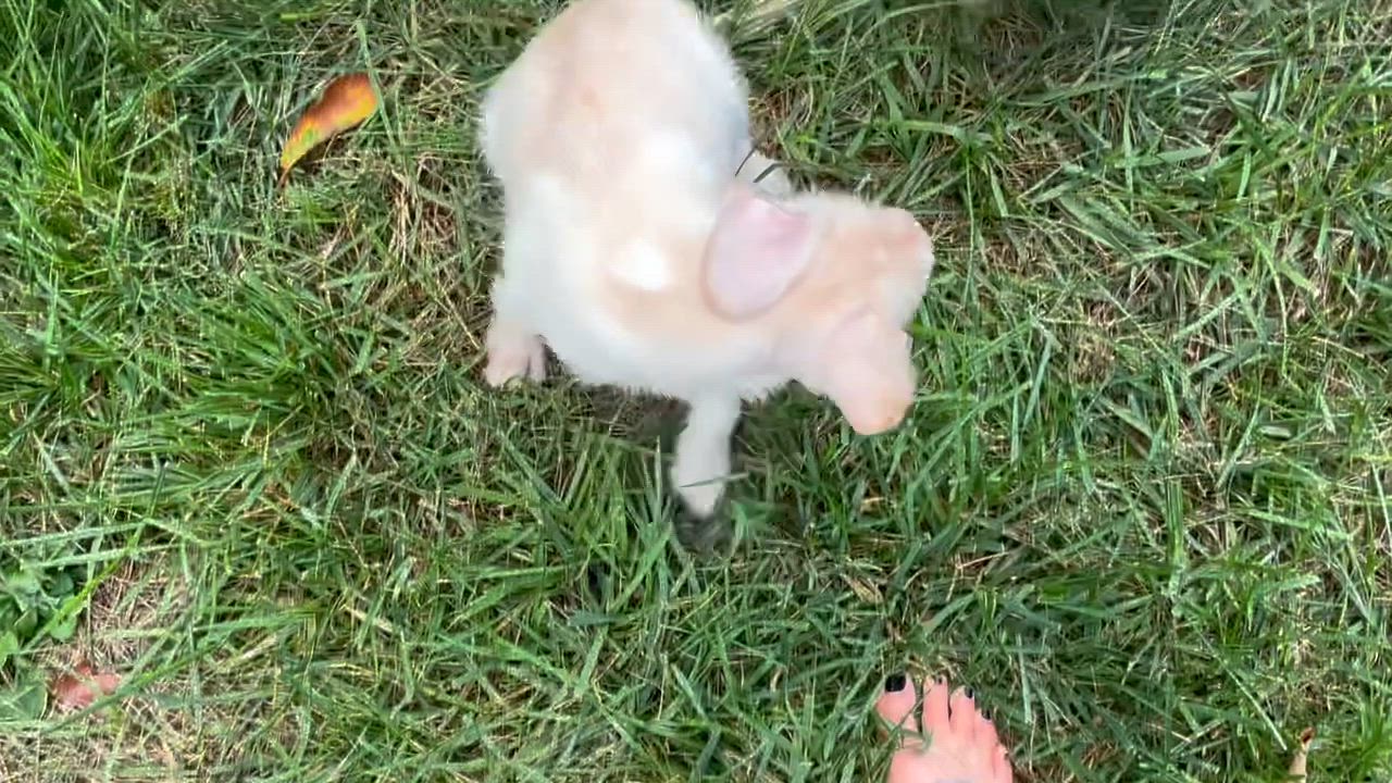 Enlarge Prim, a Adoptable mixed breed in Glen arm , MD video 4/6
