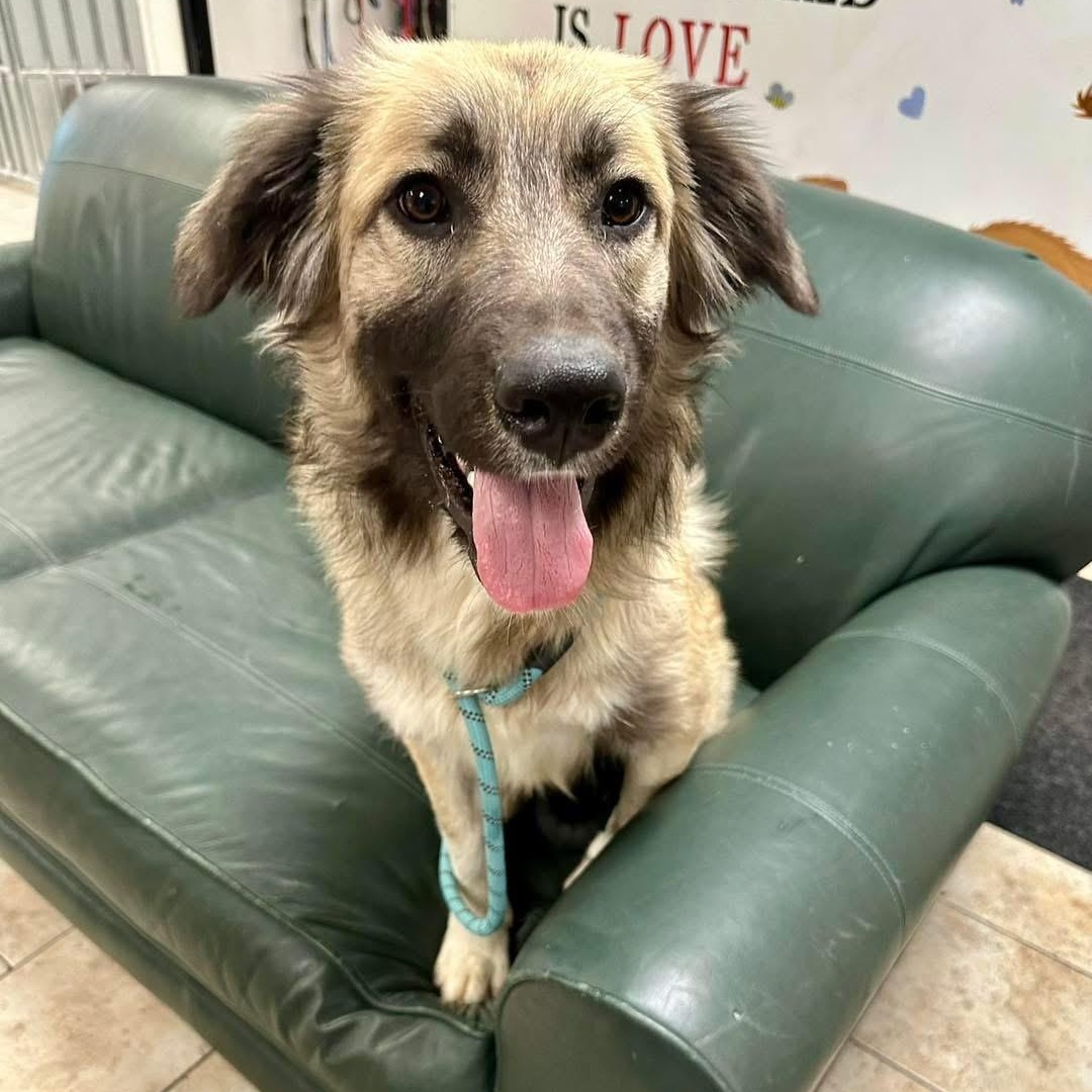 Sissy, Adopted, Young Female Anatolian Shepherd & Golden Retriever.