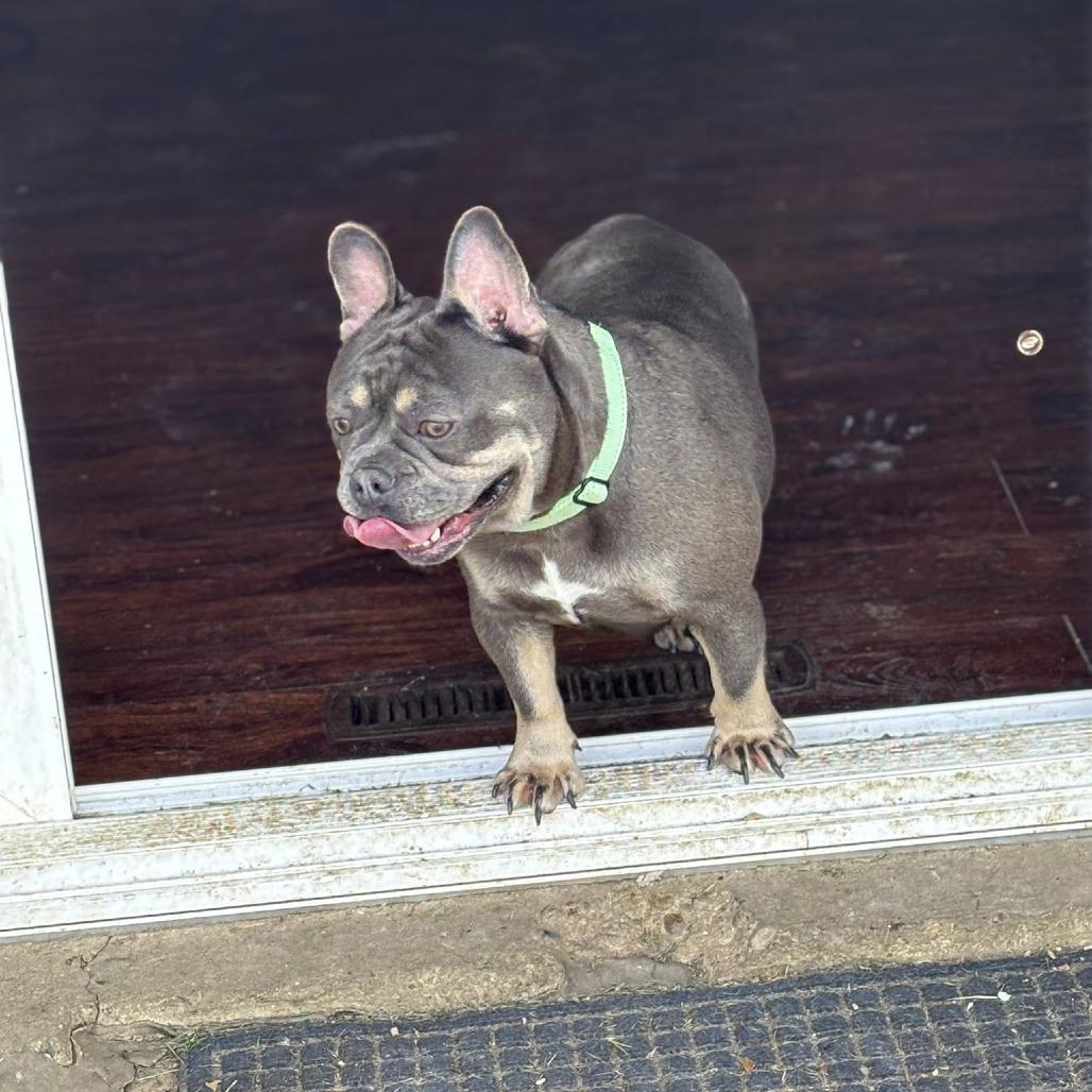 Candace, Adoptable, Young Female French Bulldog.