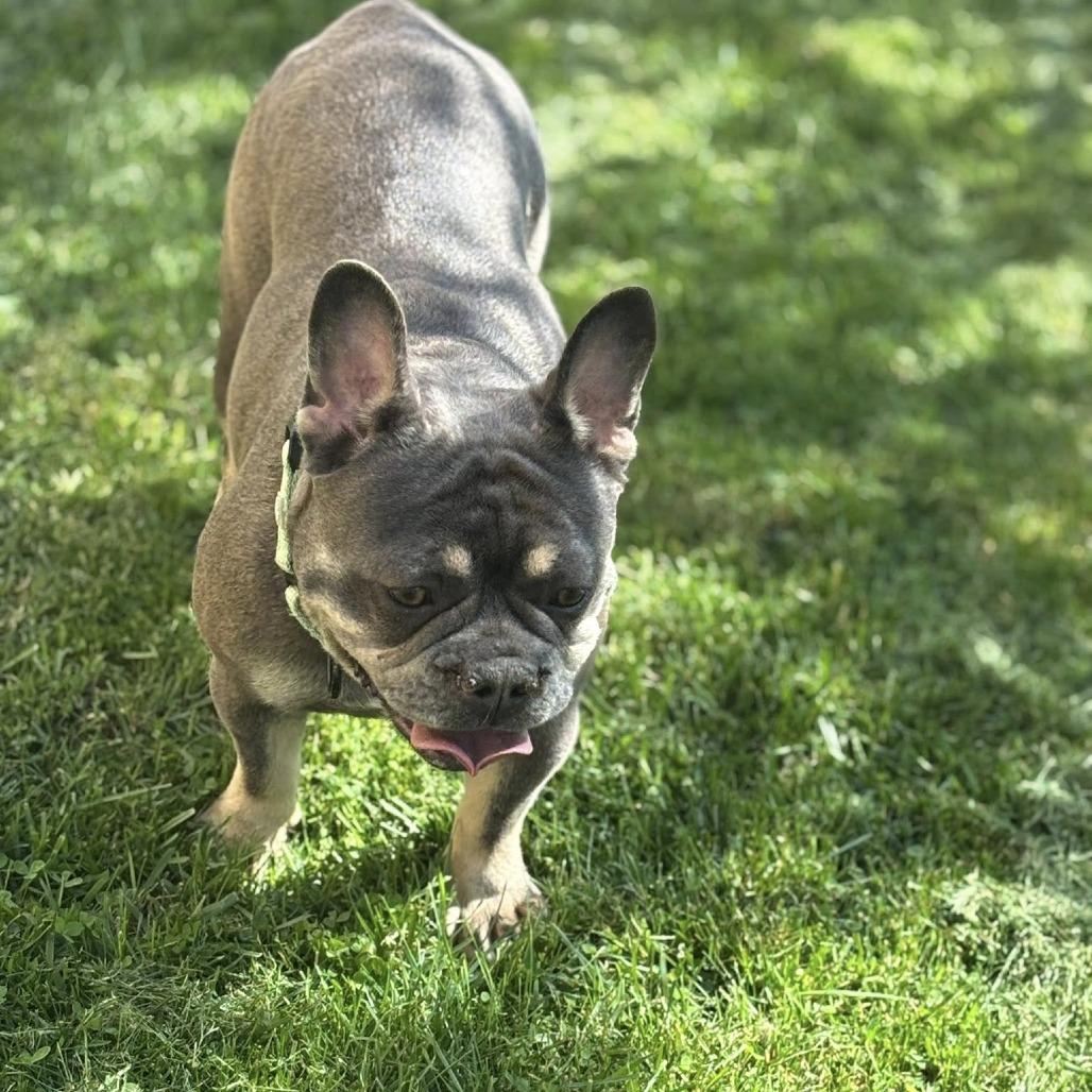Enlarge Candace, a Adoptable French Bulldog in Huber Heights, OH image 2/6