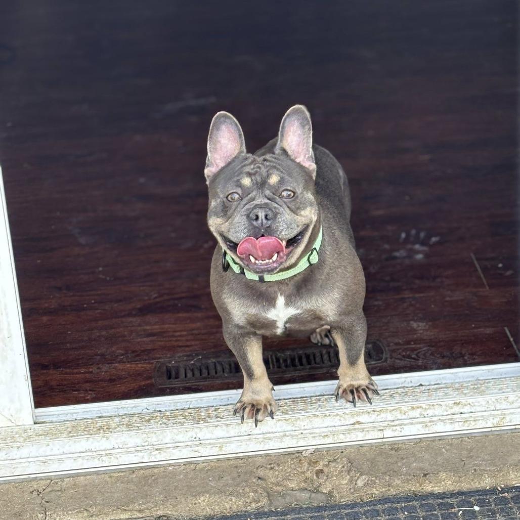 Enlarge Candace, a Adoptable French Bulldog in Huber Heights, OH image 3/6